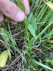 Arabis pycnocarpa adpressipilis