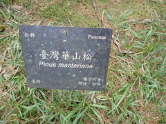 Pinus armandi mastersiana
