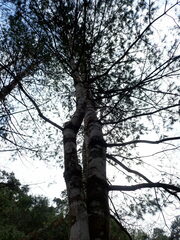 Pinus armandi mastersiana