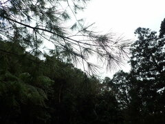 Pinus armandi mastersiana