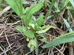 Arabis pycnocarpa adpressipilis