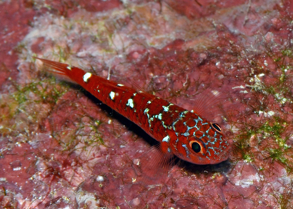 Caesiura Dwarfgoby