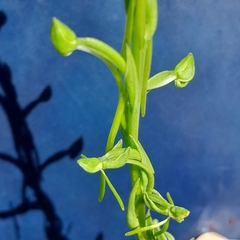 Habenaria filicornis