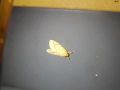 Barsine striata