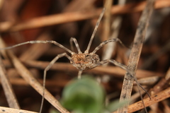 Phalangium savignyi