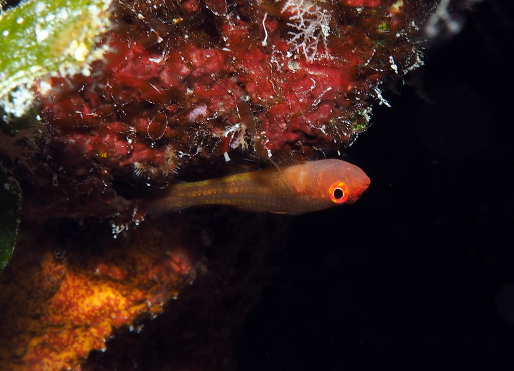 Exquisite Pygmy Goby