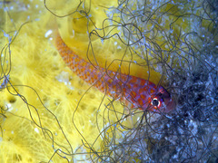 Trimma okinawae