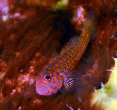 Trimma okinawae