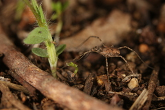 Phalangium savignyi