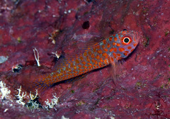 Trimma okinawae