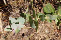 Protea amplexicaulis