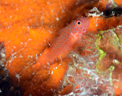 Trimma okinawae