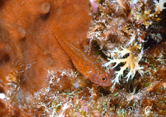 Trimma okinawae
