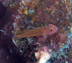 Trimma okinawae