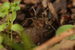 Phalangium savignyi