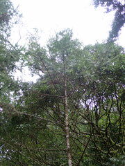 Pseudotsuga wilsoniana