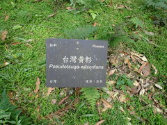 Pseudotsuga wilsoniana