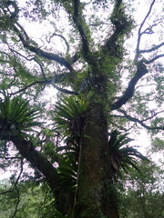 Machilus zuihoensis mushaensis