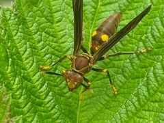 Polistes