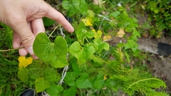 Odontocarya tamoides