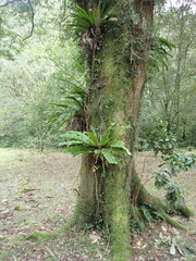 Machilus zuihoensis mushaensis