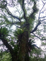 Machilus zuihoensis mushaensis