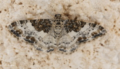 Catarhoe permixtaria