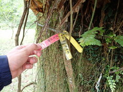 Machilus zuihoensis mushaensis