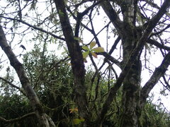 Quercus serrata brevipetiolata