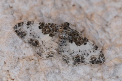 Catarhoe permixtaria