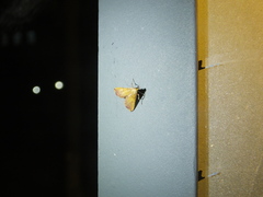 Endotricha olivacealis