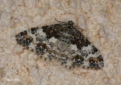 Catarhoe permixtaria
