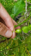 Odontocarya tamoides