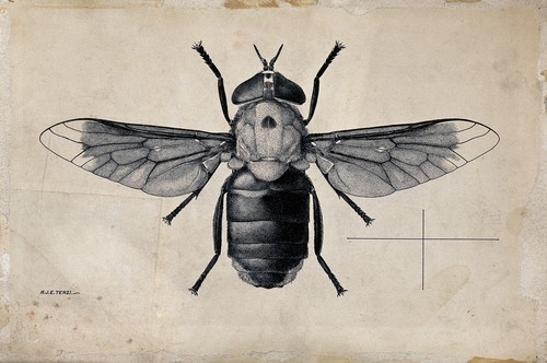 Hippo Fly