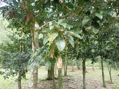 Beilschmiedia tsangii