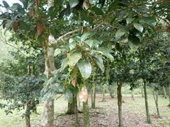 Beilschmiedia tsangii