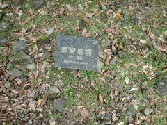 Beilschmiedia tsangii