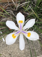 Dietes grandiflora