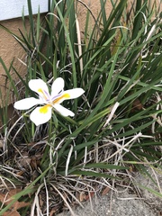 Dietes grandiflora