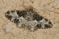 Catarhoe permixtaria