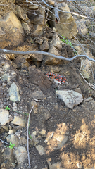 Lampropeltis multifasciata