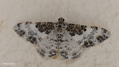 Catarhoe permixtaria