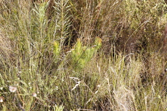 Protea subulifolia