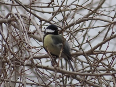 Parus major