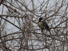 Parus major