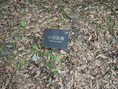 Nothaphoebe konishii