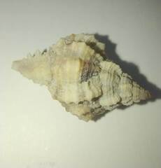 Phyllonotus pomum