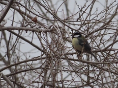 Parus major