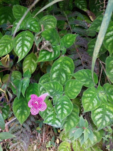 Image of Kohleria amabilis by (c) Daniel Mesa, some rights reserved (CC BY)