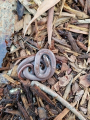 Contia tenuis